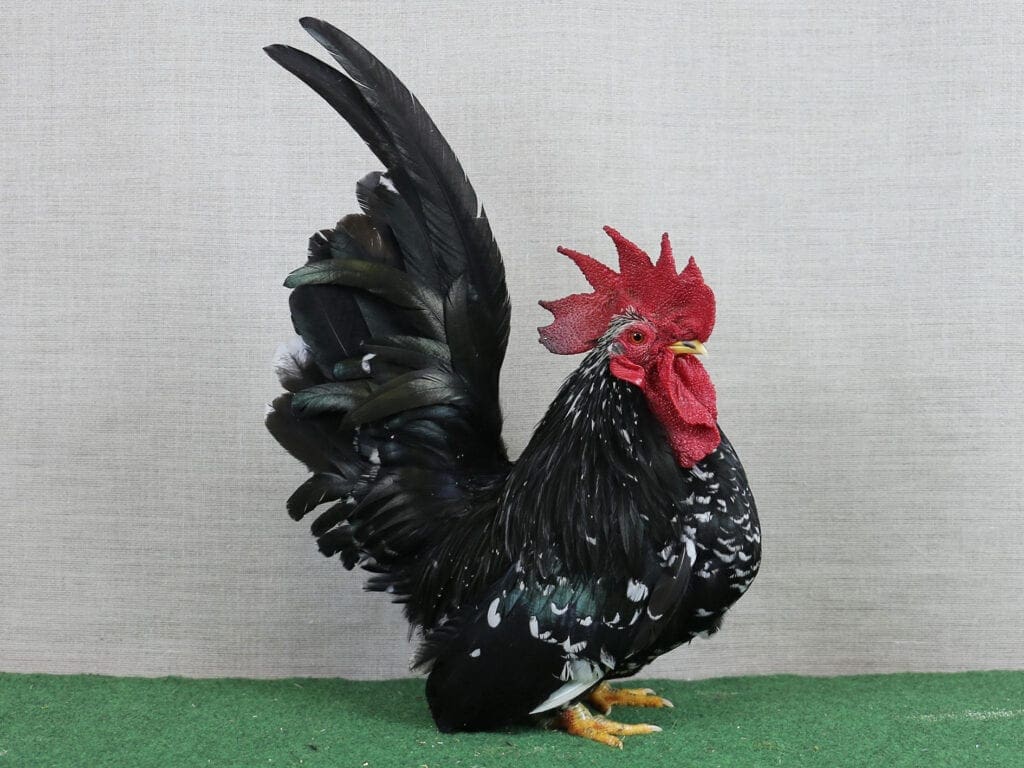 Chabo schwarz mit weißen Tupfen