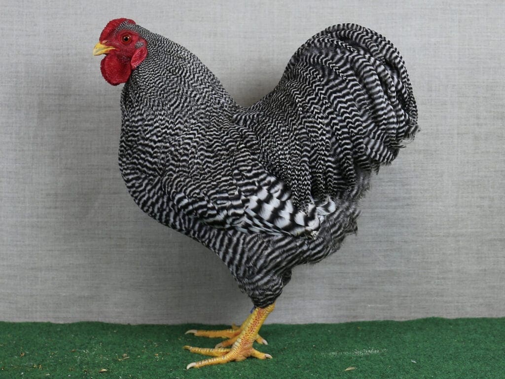 Deutsche Zwerg-Wyandotte gestreift