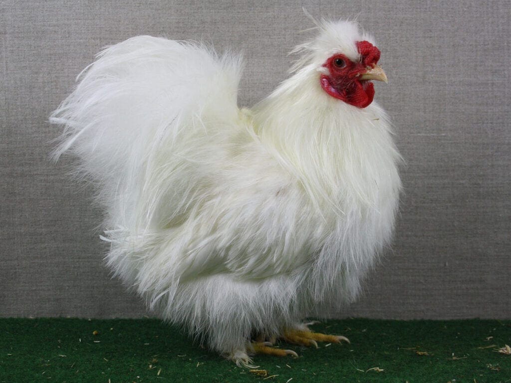 Siamesisches Zwerg-Seidenhuhn weiß