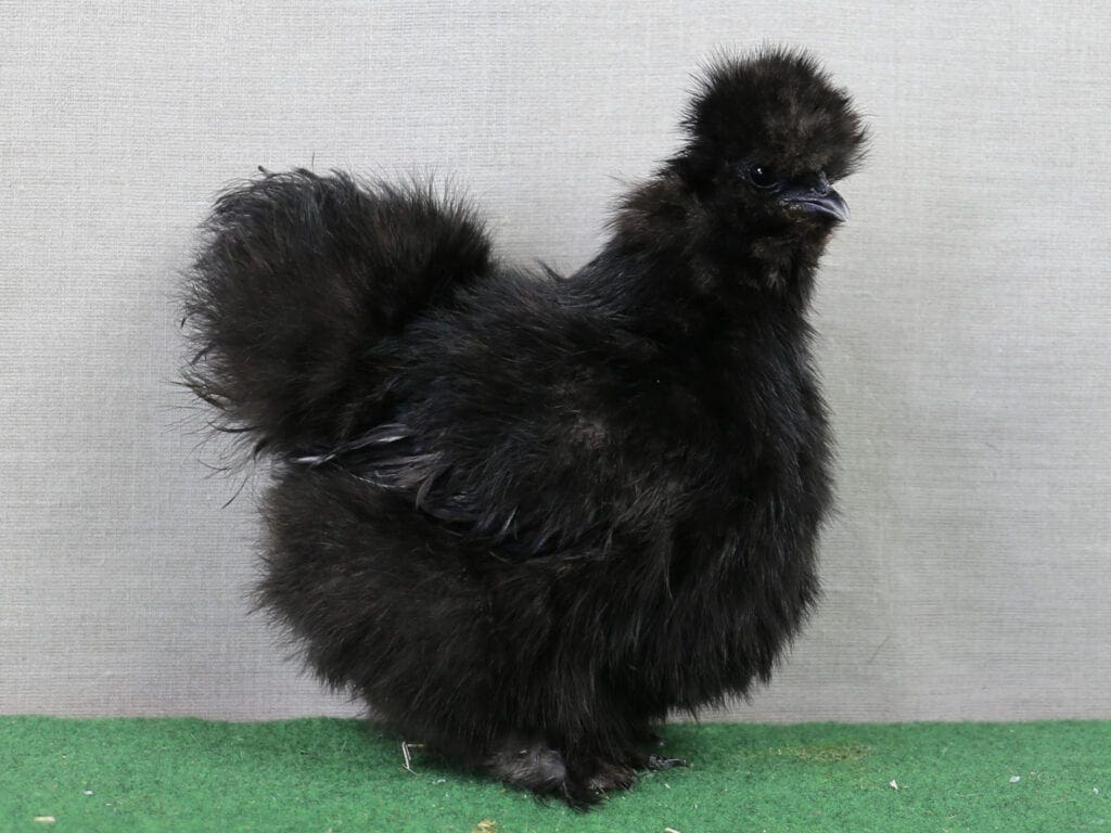 Zwerg-Seidenhuhn mit Bart schwarz