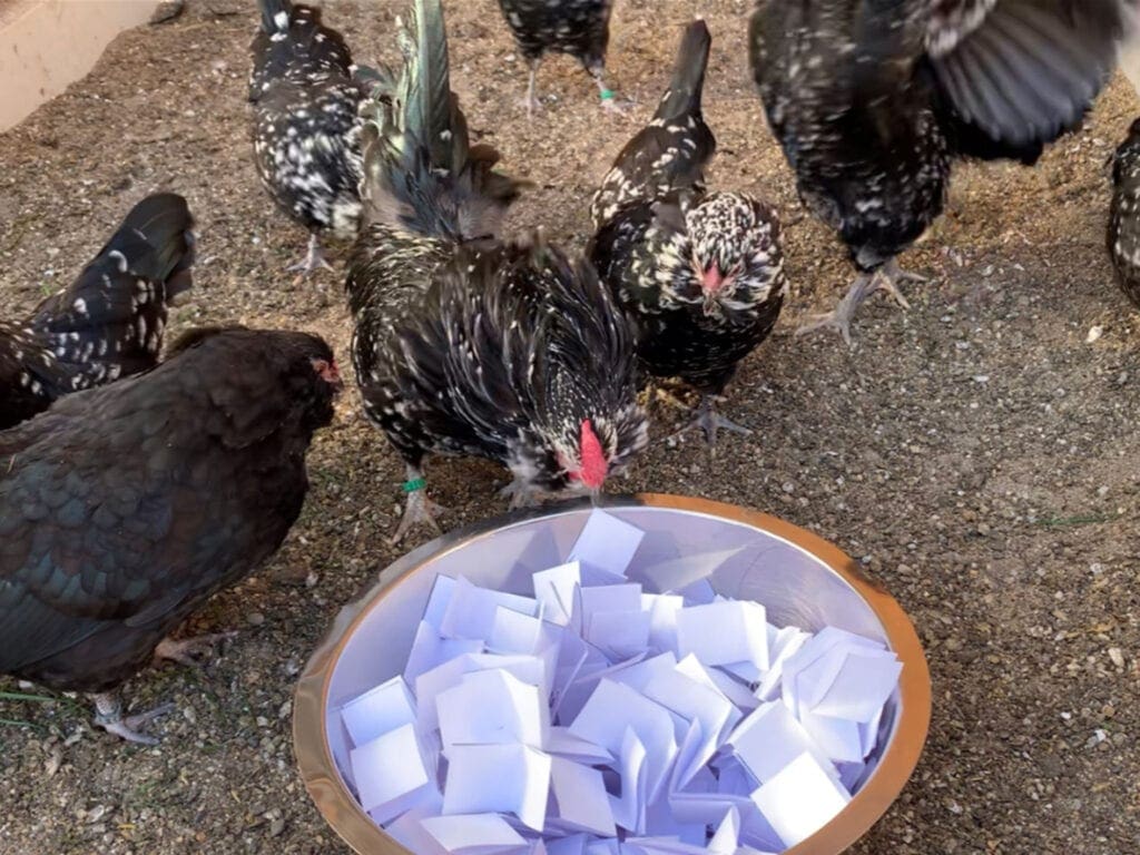 Die Ziehung des Teilnehmerpreises zum Bartzwerg des Jahres erfolgte live