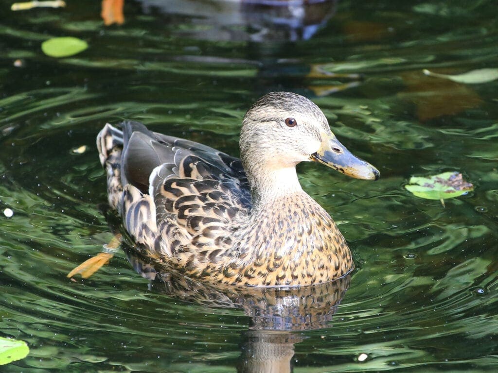 Ente der Stockenten