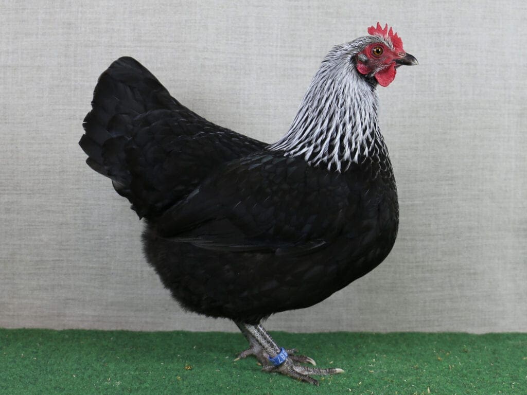 Zwerg-Niederrheiner-Henne in birkenfarbig