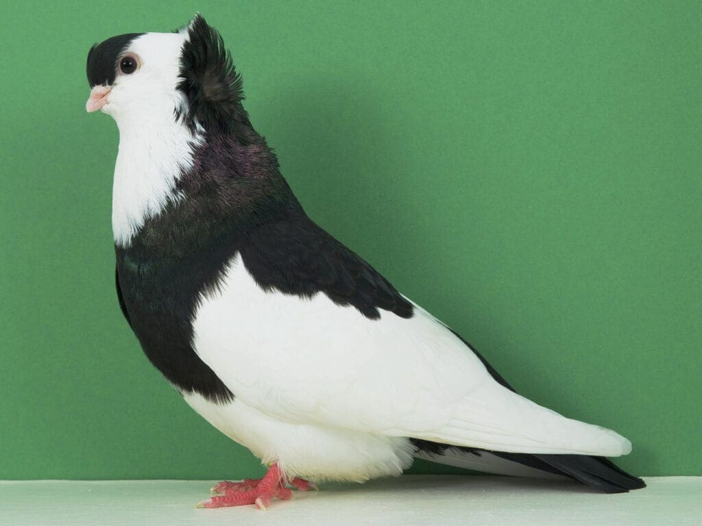 Felegyhazaer Tümmler, schwarzgeganselt