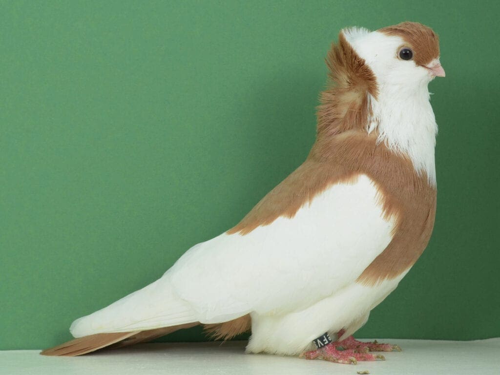 Felegyhazaer Tümmler, gelbgeganselt