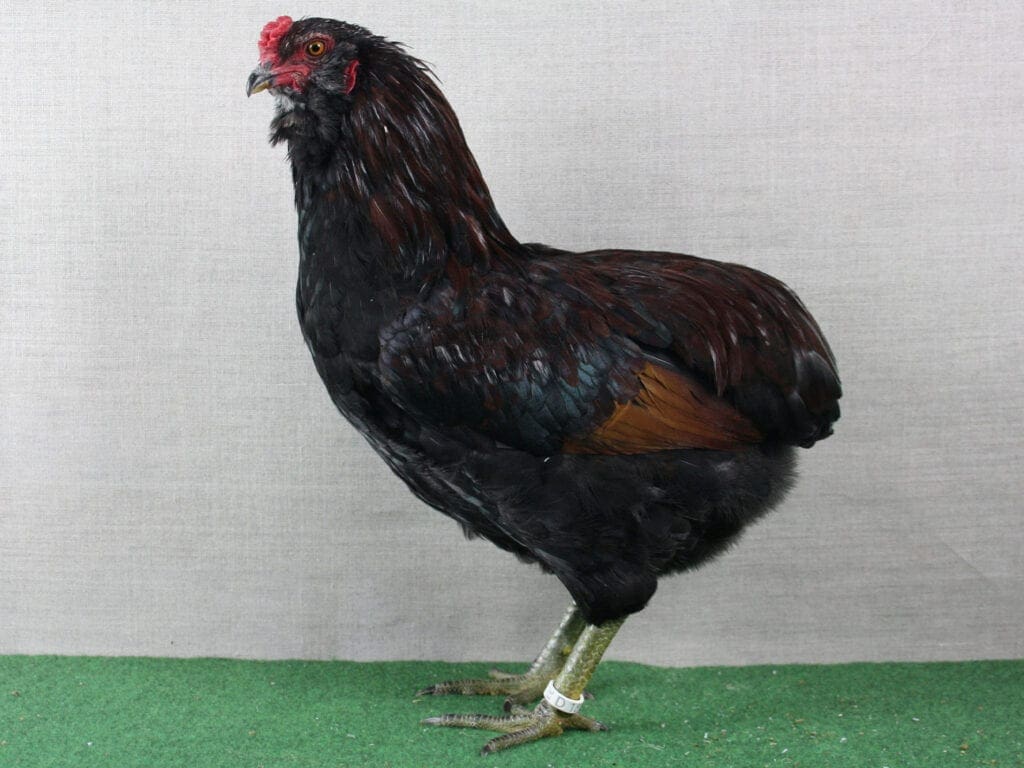 Araucana, wildfarbig