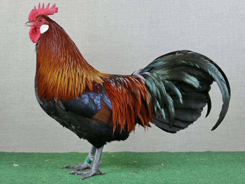 Dänische Landhühner, rebhuhnhalsig