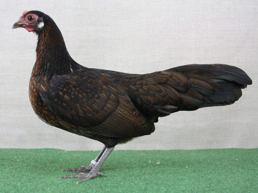 Deutsche Zwerghühner, wildfarbig