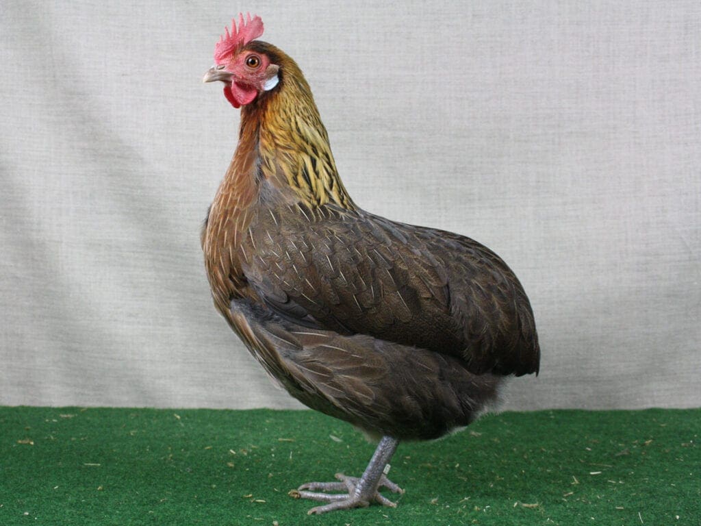 Drenther Kaulhuhn, goldhalsig