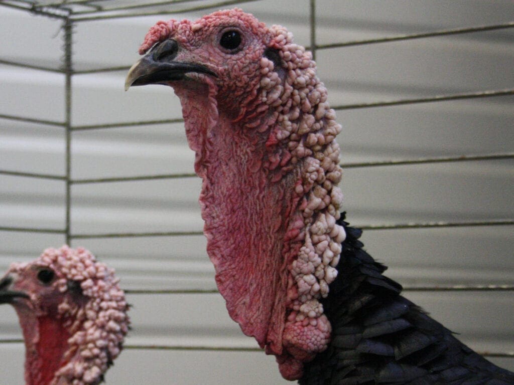 Gers-Puten aus Frankreich sind sehr selten