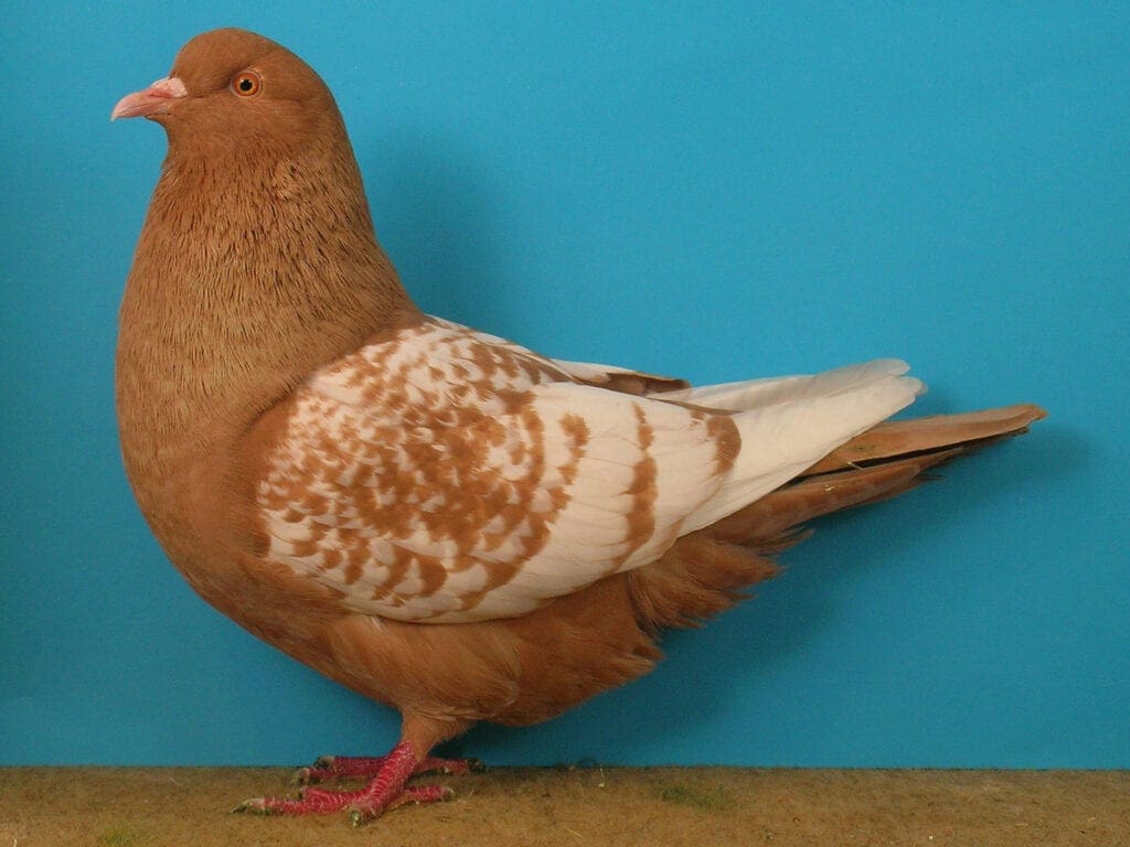 Luchstaube, rot-weißgeschuppt, weißschwingig