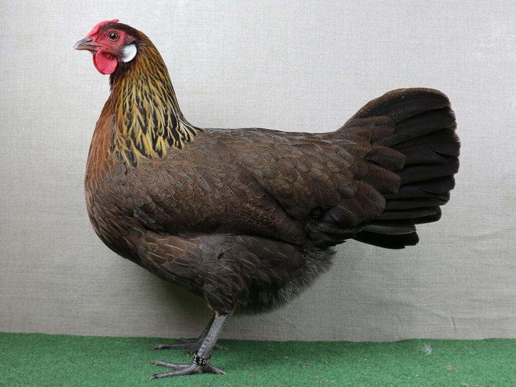 Rheinländer, rebhuhnhalsig