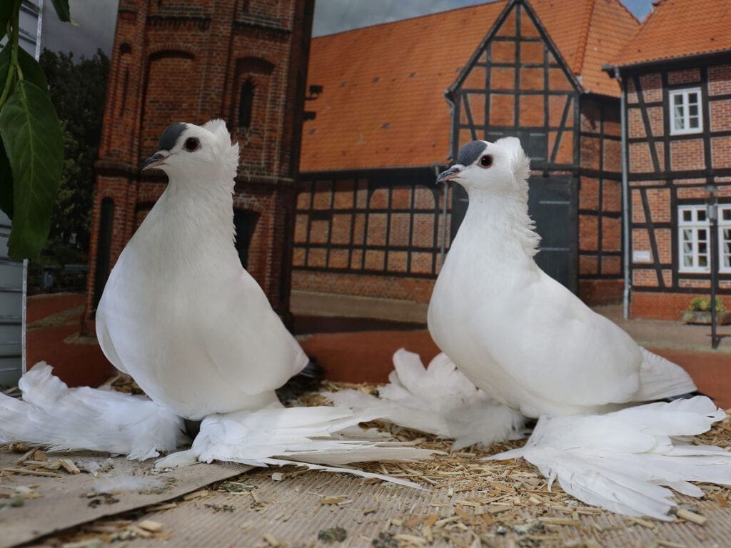 Seltene Sächsische Schnippen mit Rundhaube