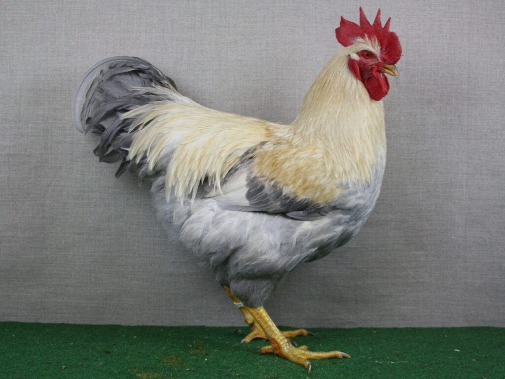 Welsumer, perlgrau-rebhuhnfarbig