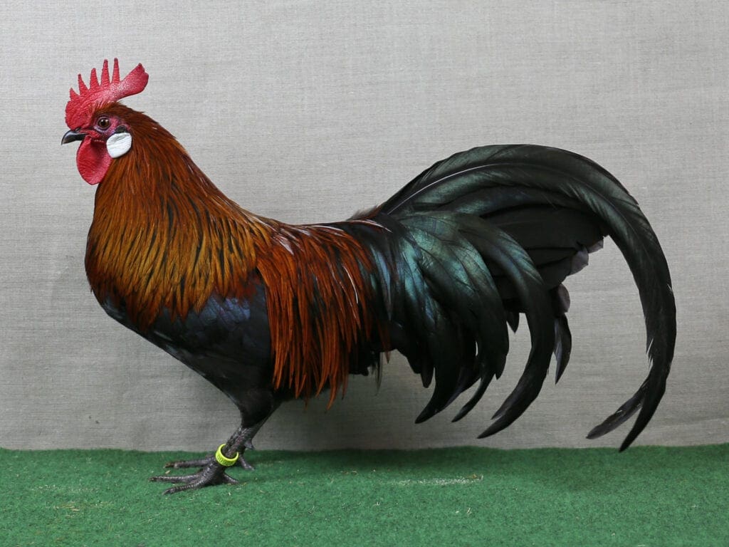 Bis heute unter den Neuzüchtungen - Deutsches Zwerghuhn, schwarz-gold