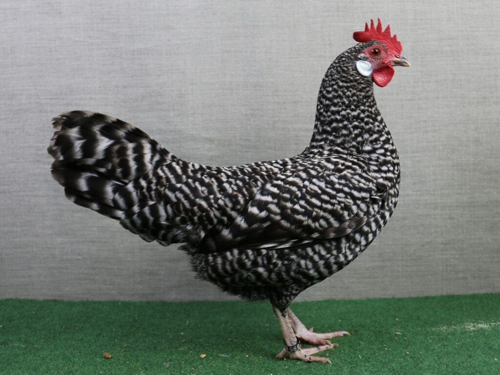 Deutsche Zwerg-Sperber-Henne