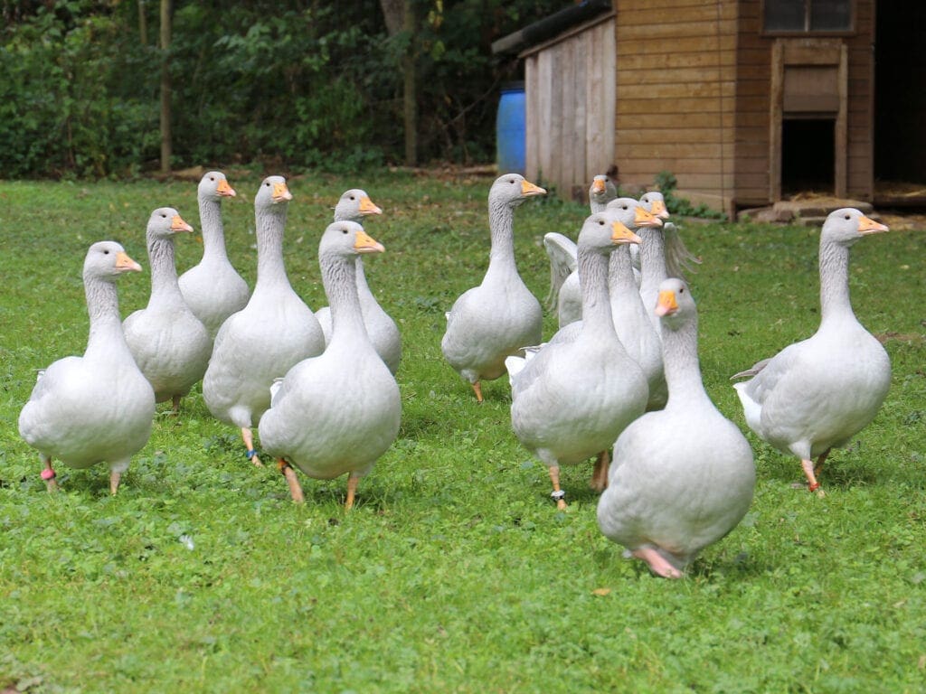 Fränkische Landgänse sind typische Weidegänse