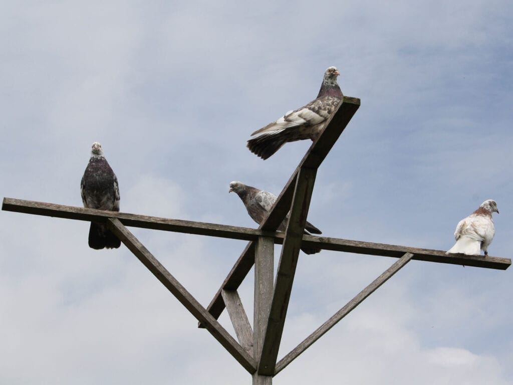 Freiflug ist für Flugtauben unerlässlich