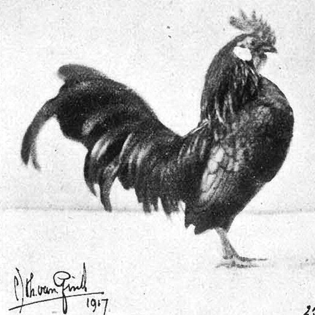 Holländische Zwerghühner in Schwarz (1917)