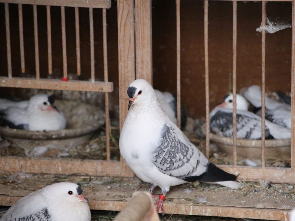 Jungtiere und Alttiere der Thüringer Flügeltauben