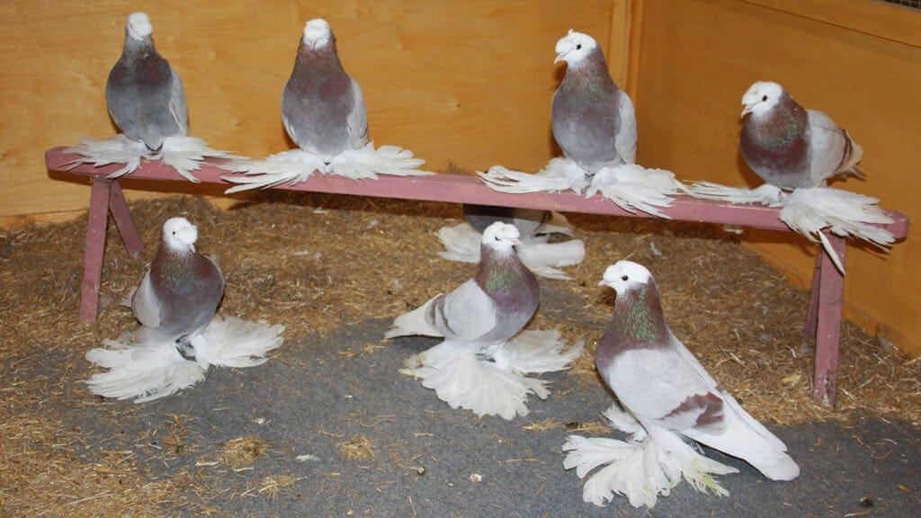 Latschenbildung bei Vogtländischen Trommeltauben