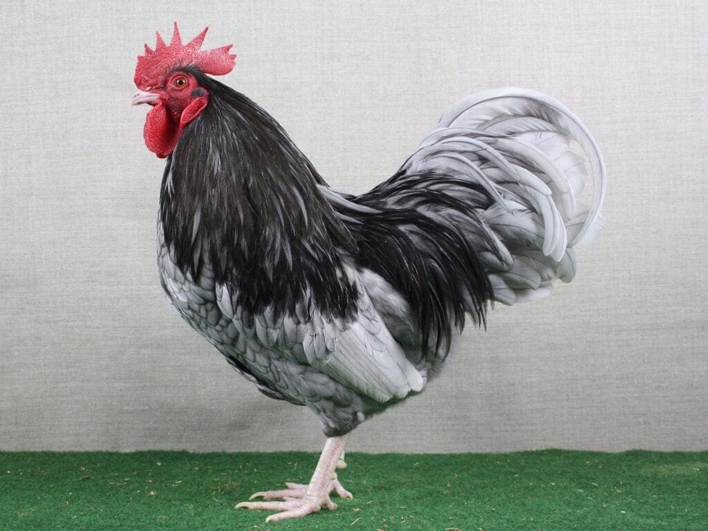 Manche Neuzüchtungen bleiben Raritäten - Zwerg-Niederrheiner, blau