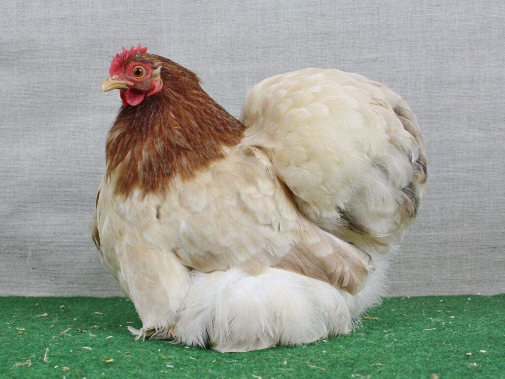 Zwerg-Cochin, gold-weizenfarbig