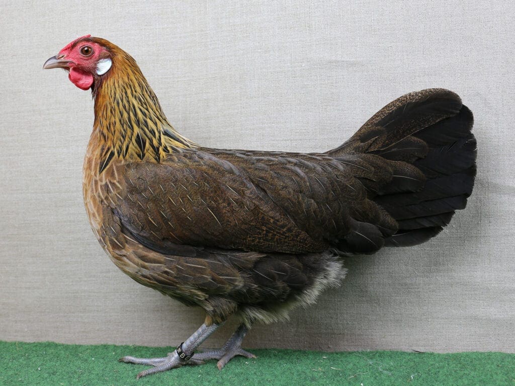 Zwerg-Rheinländer, rebhuhnhalsig