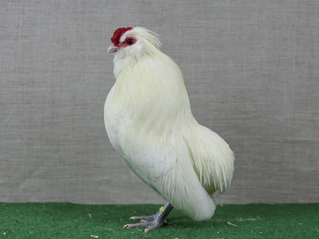 Bosvoorder Bartzwerg mit typischer Schopfbildung