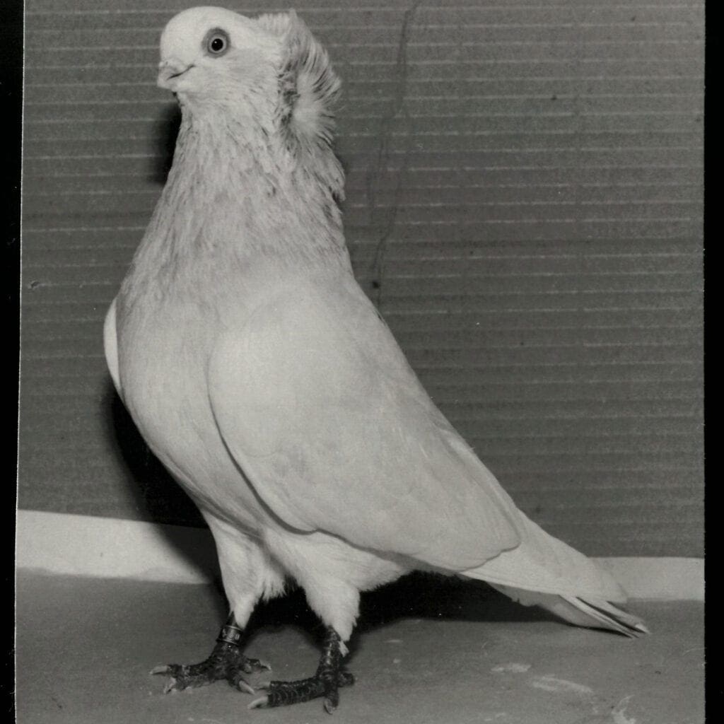 Komorner Tümmler in Einfarbig Silber