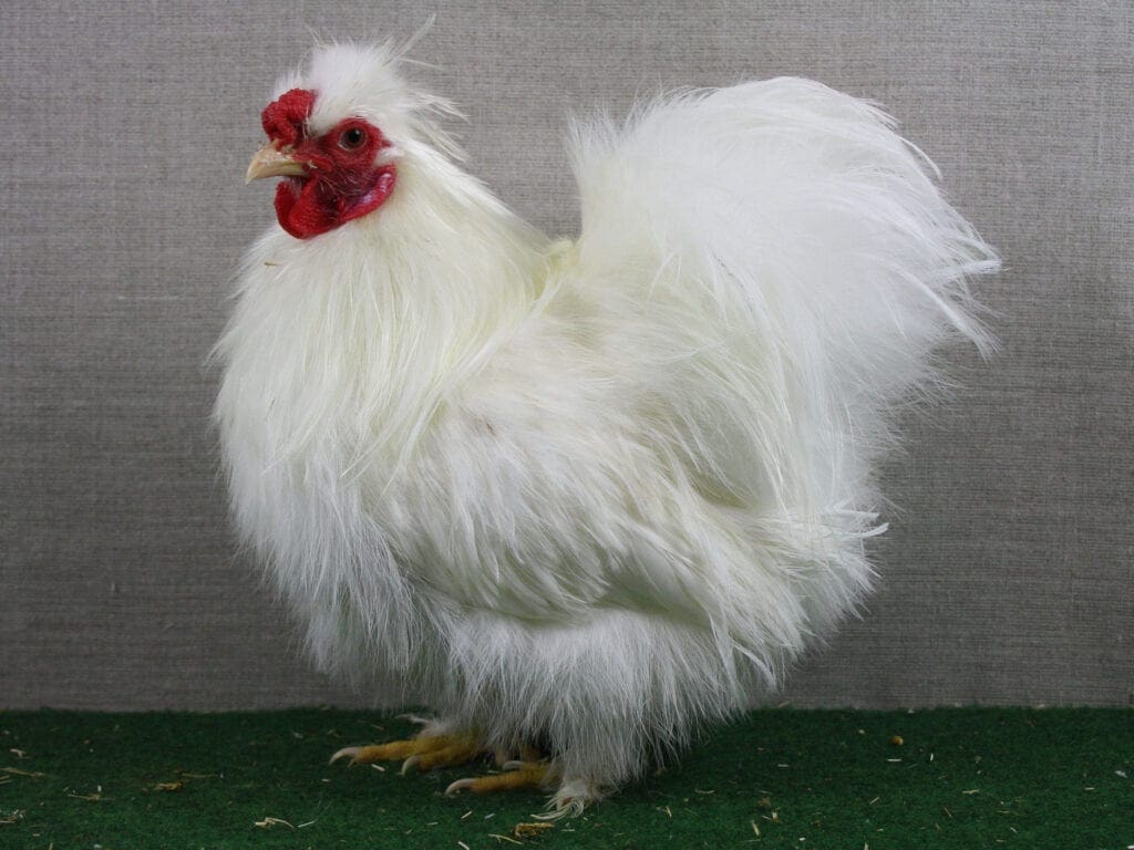 Siamesischer Zwerg-Seidenhuhn-Hahn