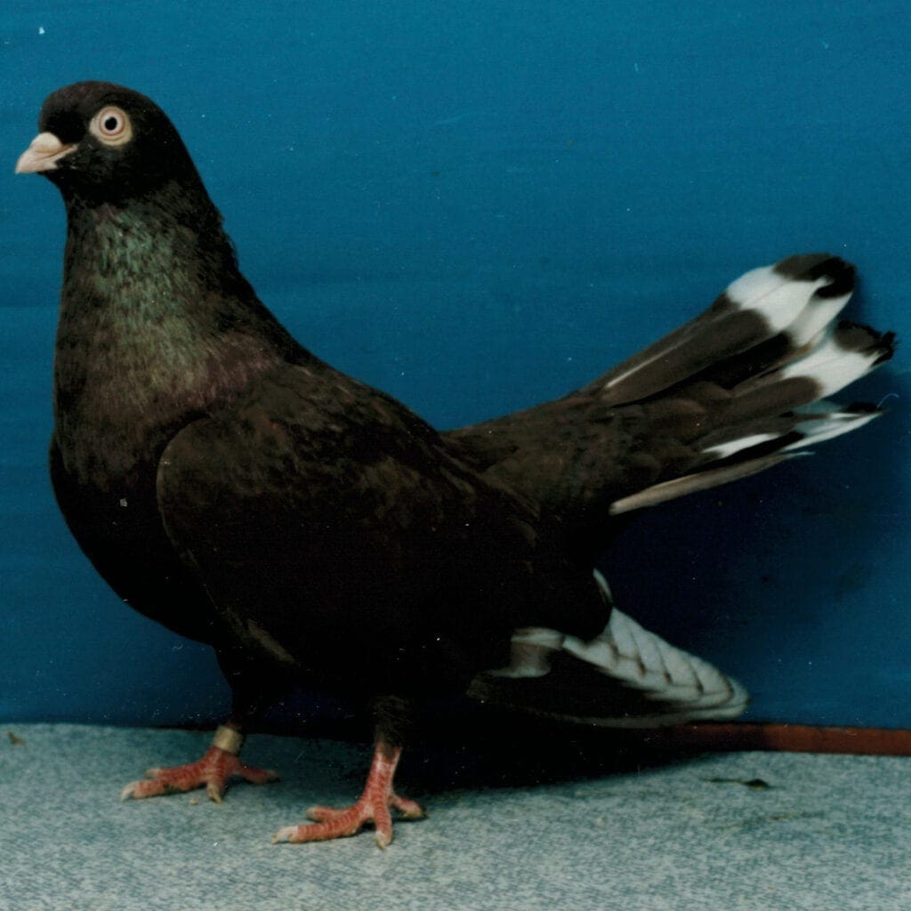 Tulaer Sternschwanztümmler in Rot