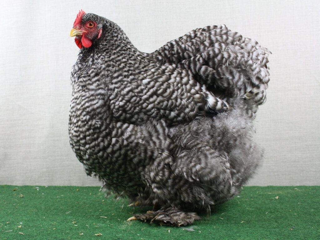 Cochin-Henne, gesperbert