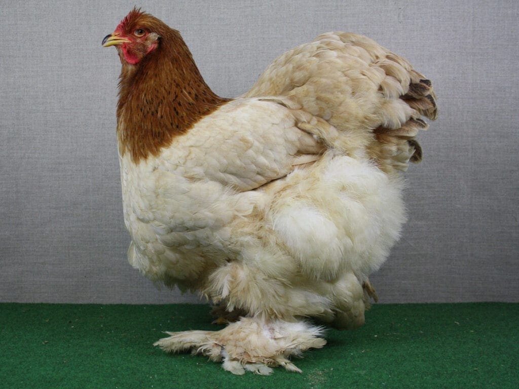 Gold-weizenfarbige Cochin sind sehr selten