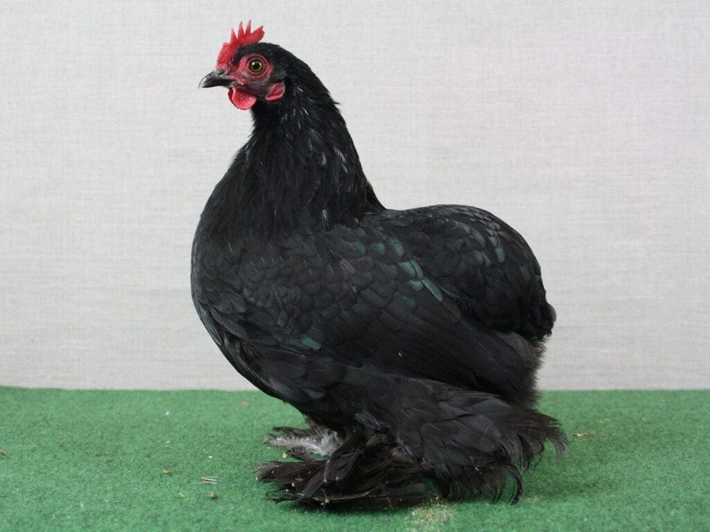 Ruhlaer Zwerg-Kaulhuhn in Schwarz