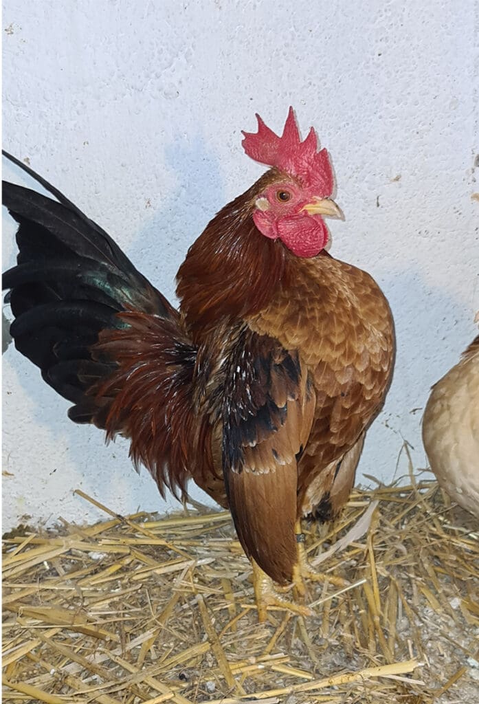 Ein rassiger Seramahahn