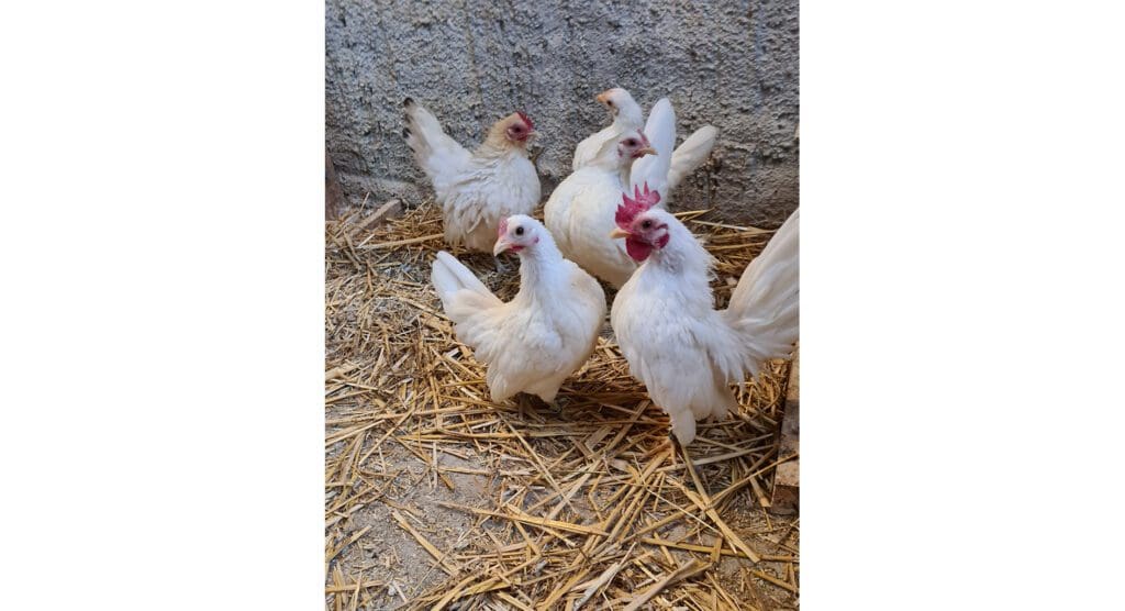 Eine feine Gruppe weißer Seramas