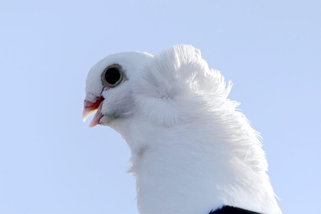 Hechelnde Taube Hitzstress