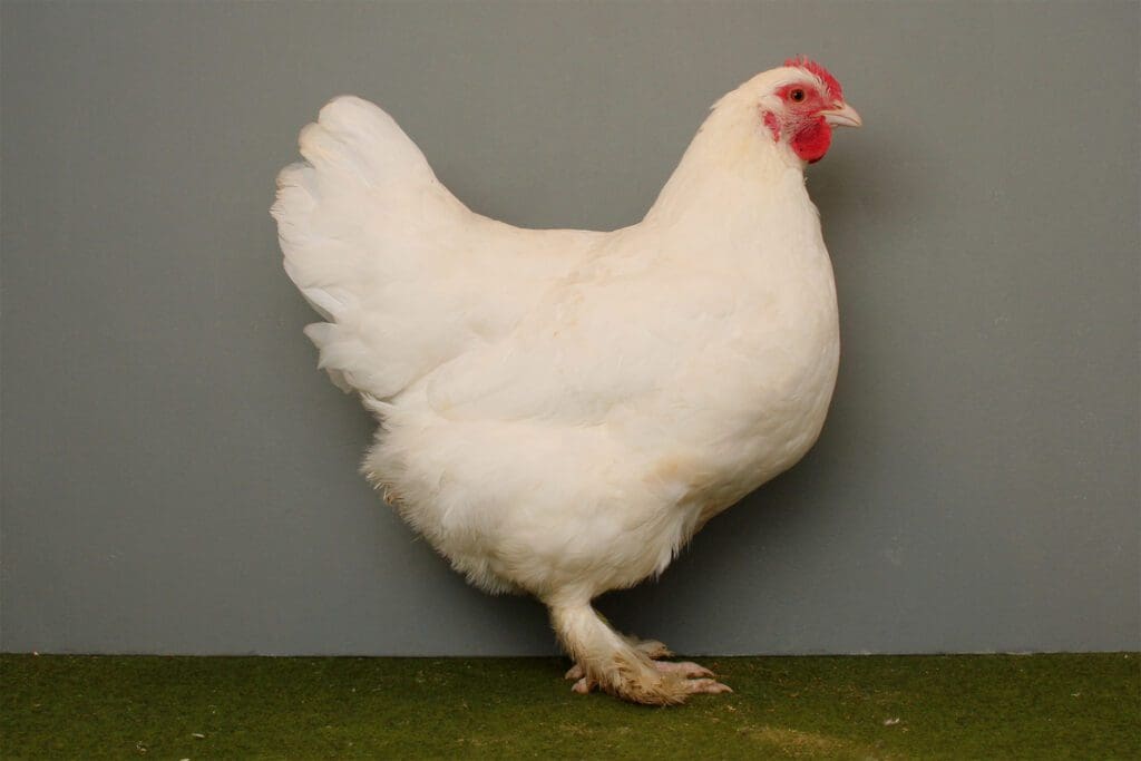 Mechelnerhenne im Farbeschlag weiß, HV 96 Hannover 2011