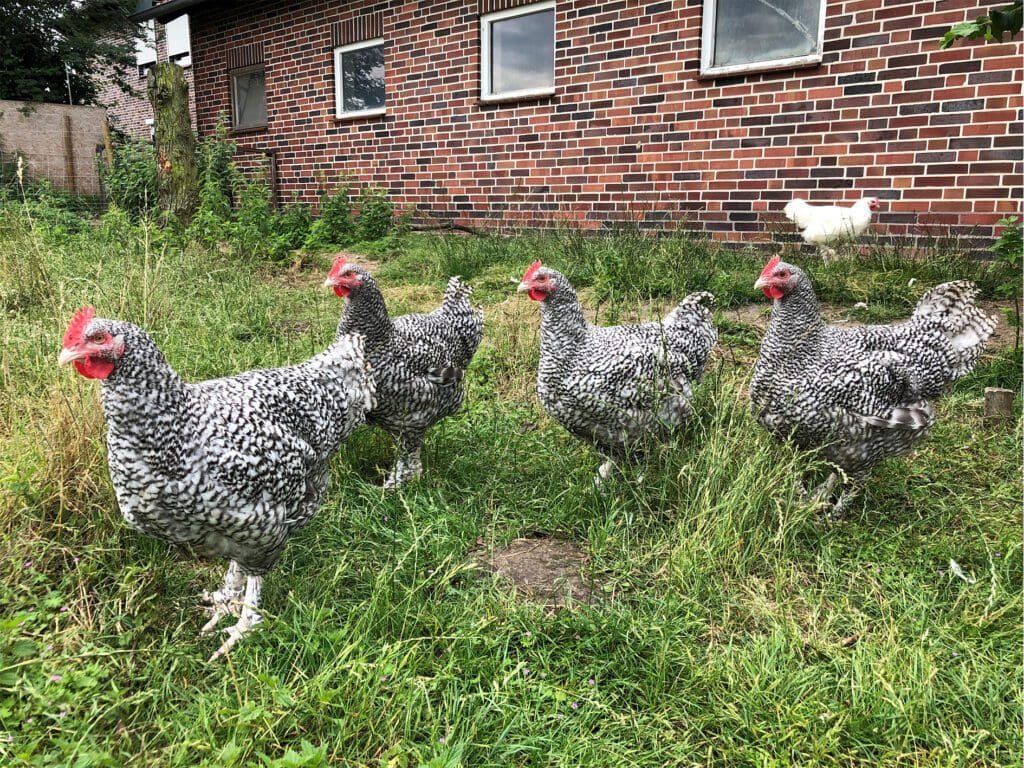 Mechelner Junghähne im Farbenschlag Gesperbert