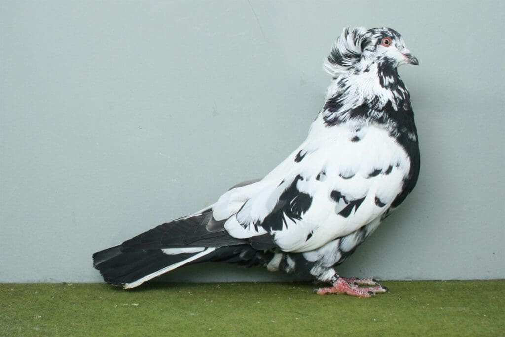 Montauban Täuber schwarzgescheckt