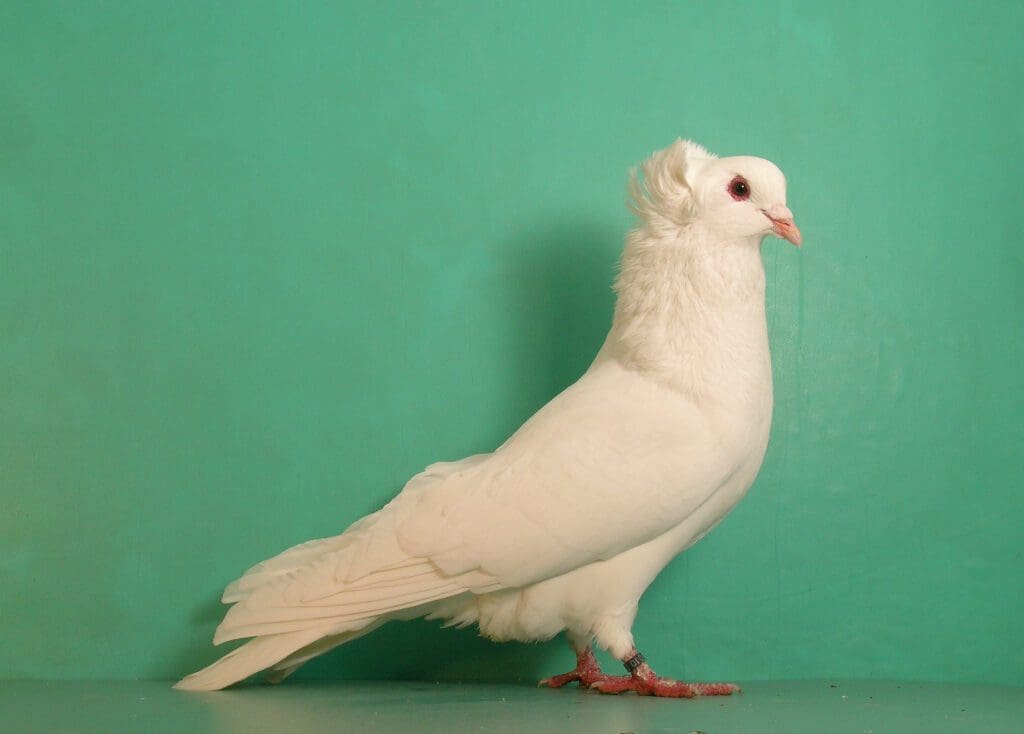 Ein weißer Täuber der Rasse Montauban
