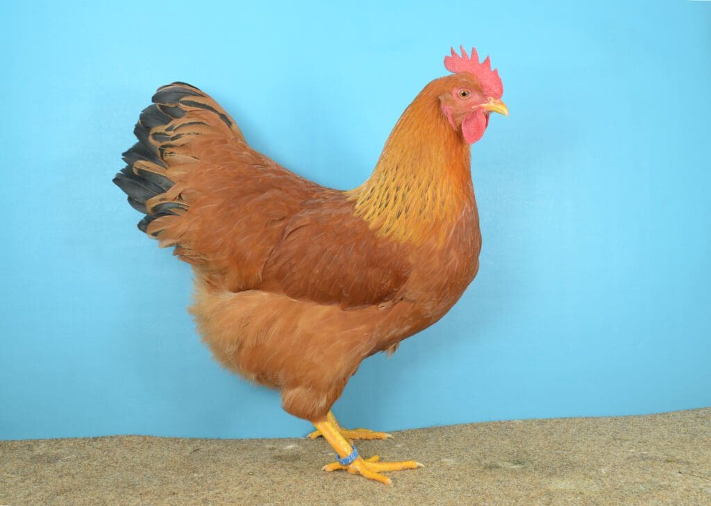 New-Hampshire-Henne-eine-tolle-Vertreterin-der-Grossen-Huehner