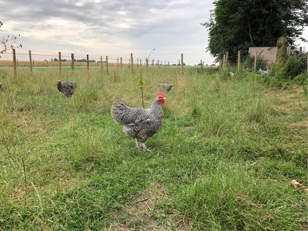 Rassiger Mechelner Junghahn im Farbenschlag Gesperbert im Grünen