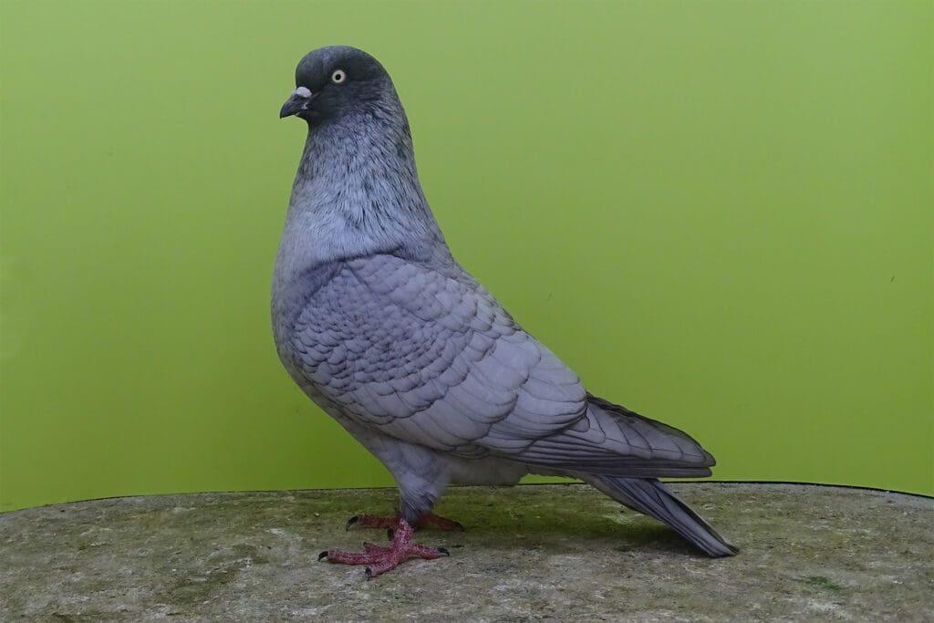 Ein hochfeiner hellgrau dunkelgesäumter Kölner Tümmler