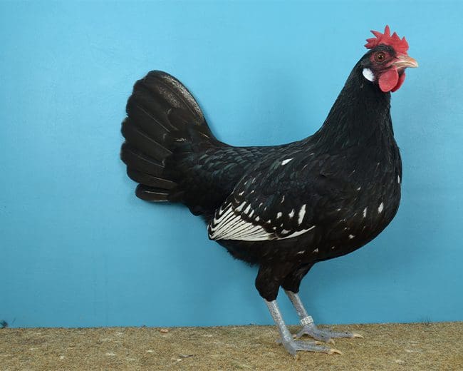 Eine hochfeine 0,1 der Rasse Bergischer Zwerg-Schlotterkamm