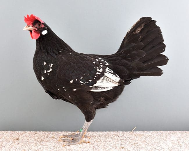 0,1-Bergischer-Zwerg-Schlotterkamm