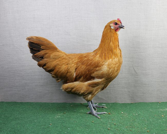 0,1 Ramelsloher Gelb