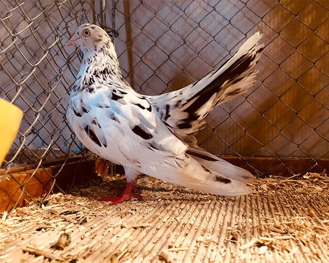 Orientalischer-Roller_Nahetal_22