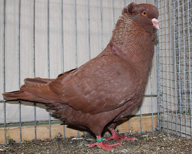 Französischer Sottobanca, rot